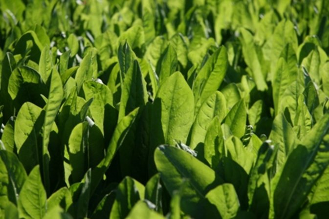 Seedquest Central Information Website For The Global Seed Industry