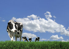 About Grass About Grass